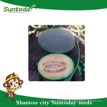 Suntoday oblong nett type oblong assot vert croûte avec orange-rouge chair légume hami melon japonais muna graines n4000 (18004)